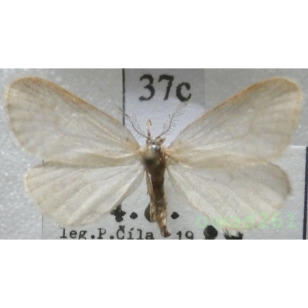 Bijugis bombycella (Denis & Schiffermüller, 1775) Slovakia37c